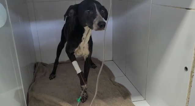 SOLIDARIEDADE: Voluntários que ajudam bichos de rua estão com quase R$ 10 mil em dívidas