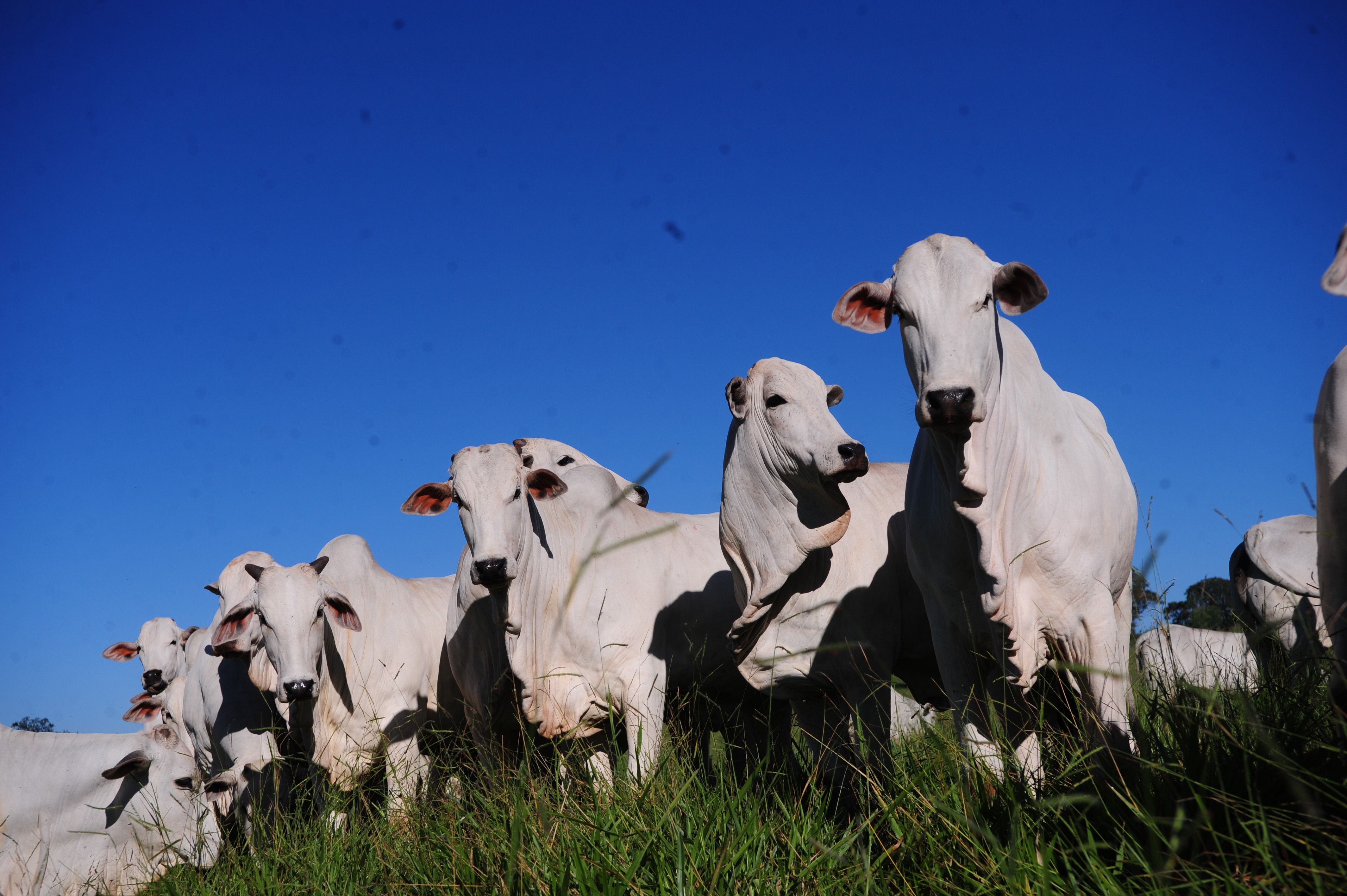 NEGÓCIO: Fim da suspensão de exportadores para a China e demanda animam mercado