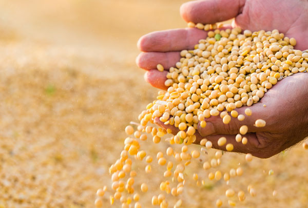 Soja é a nova arma da medicina no combate à AIDS