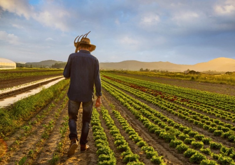 GESTÃO: Mapa divulga nova edição virtual do Guia de Seguros Rurais