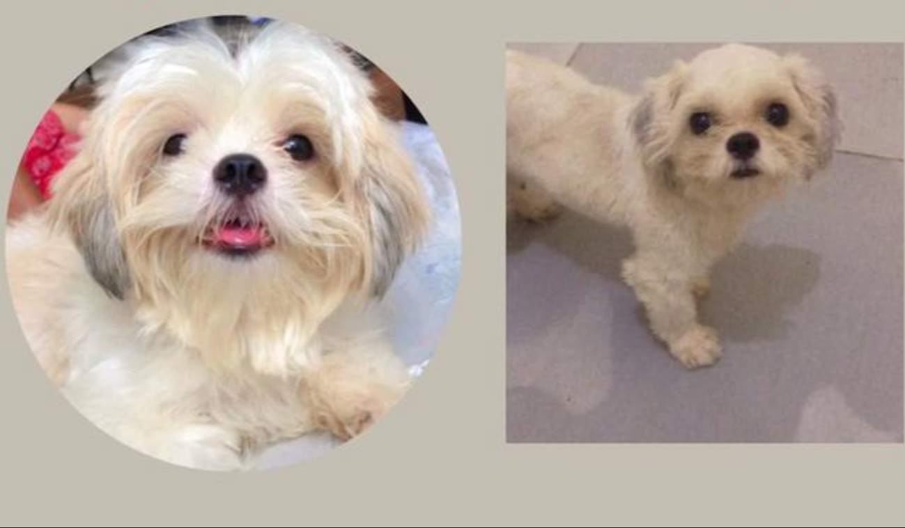 PROCURA-SE: Cachorrinha Luna desaparece no bairro JK em PVH