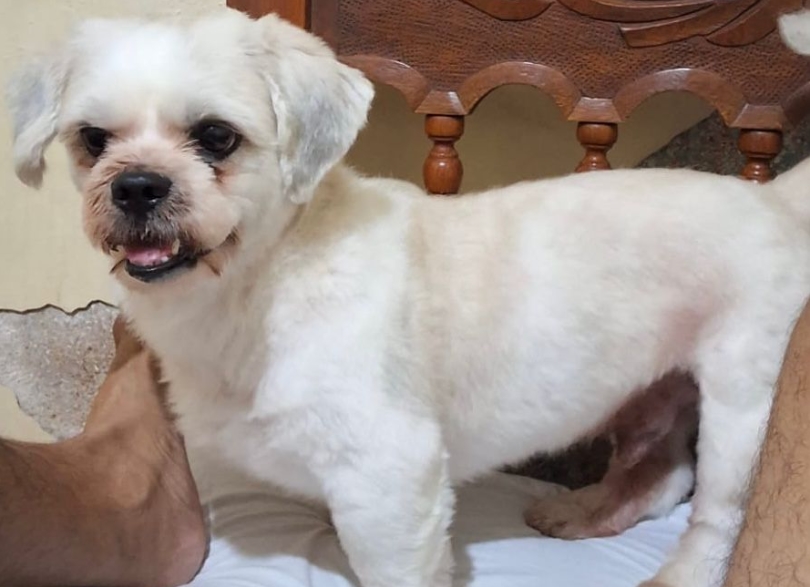 VOCÊ VIU?: Cachorrinho Thor desaparece e família pede ajuda em PVH
