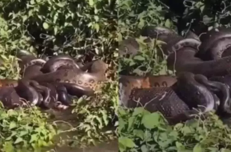 RARIDADE: Casal encontra 'bolo de sucuri' acasalando às margens do rio