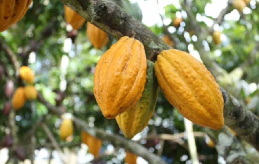 ENCONTRO: Seminário reforça a importância do cultivo do cacau em Rondônia