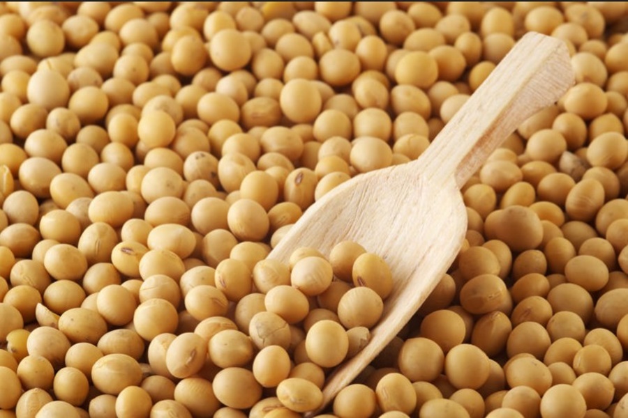 DIMINUIÇÃO: Exportação de soja tem recuo no 1º semestre de 2022, afirma Anec