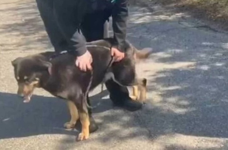 IGNORÂNCIA: Donos abandonam cachorro por acharem que ele era gay