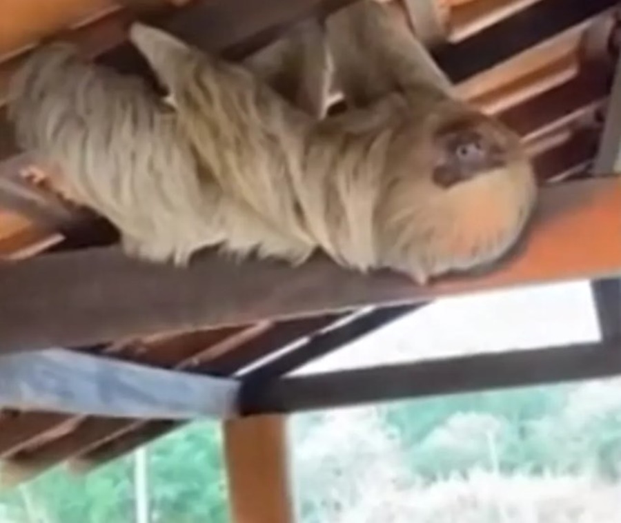 CENAS DA CIDADE: Bicho-preguiça é encontrado no espaço alternativo em Porto Velho