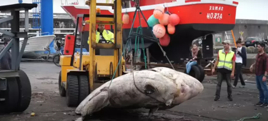 GIGANTE: Maior peixe do mundo é encontrado por portugueses