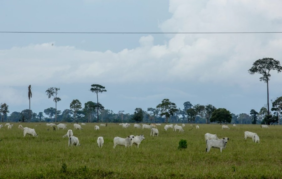 RO RURAL SHOW: Potencial produtivo da agropecuária rondoniense será destaque