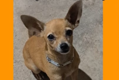 PODE AJUDAR?: Família busca por cachorro pinscher desaparecido no bairro Mariana em PVH