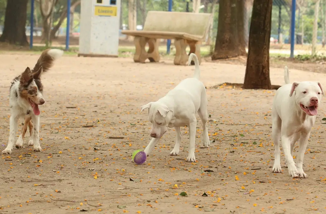 JUSTIÇA: Estatuto dos Cães e Gatos prevê penas para quem maltratar animais
