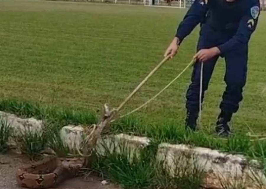 VÍDEO: PM captura jiboia que assustava transeuntes em espaço público