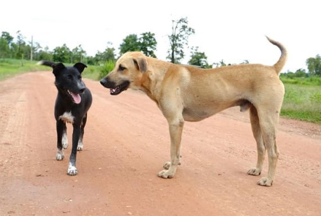 CHOCANTE: PM morre e tem o corpo devorado pelos próprios cães