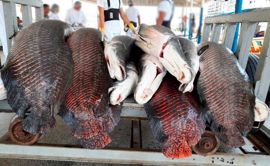 AMAZONAS: Estudo analisa potencial de produtos amazônicos da bioeconomia