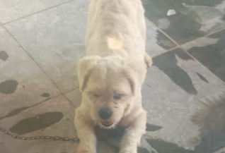 VOCÊ VIU? Cachorrinha desaparece no bairro Conceição em Porto Velho