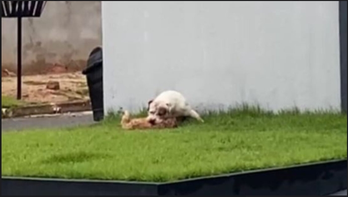 Shih-tzu morre após ataque de pitbull e caso gera revolta em bairro de Cacoal