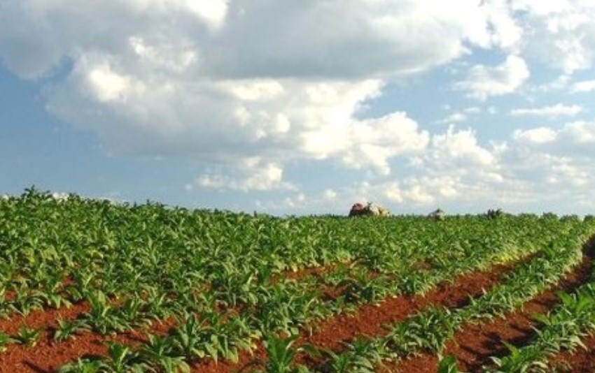 RECURSO DO MPF: Fazenda Vilhena (RO) deve retornar ao patrimônio da União