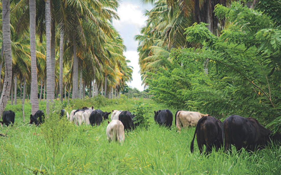 WORKSHOP: Modelos sustentáveis para a pecuária são debatidos em Rondônia
