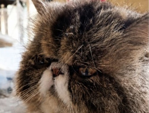 PELUDO: Gato persa desaparece na zona norte de Porto Velho