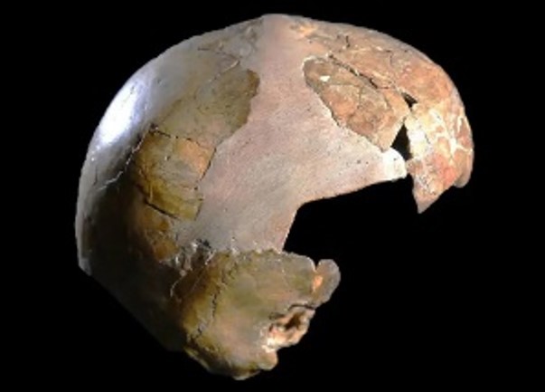 CABEÇA DE CRIANÇA: Este crânio pode ser de um humano cruzado com outra espécie