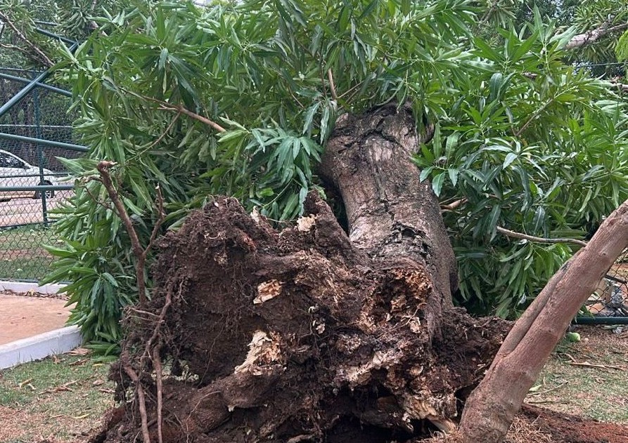 PERÍODO CHUVOSO: Prefeitura de PVH orienta população sobre quedas de árvores