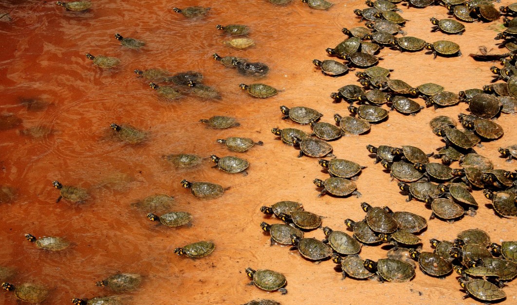 MEIO AMBIENTE: Soltura de quelônios acontece no Vale do Guaporé