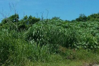 APÓS BEBEDEIRA: Rapaz se perde em matagal na área urbana de Vilhena