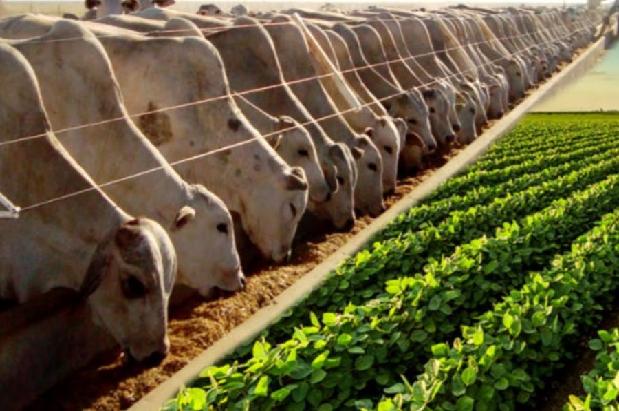 VALOR: Produção agropecuária de 2022 está estimado em R$ 1,207 trilhão
