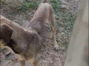 SUSPEITA: Cachorro é mantido trancado e estaria há dias sem comida e água em PVH 