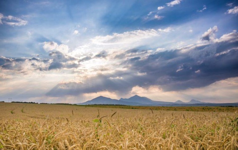 MERCADO: Altas temperaturas prejudicam pecuária e lavouras dos EUA
