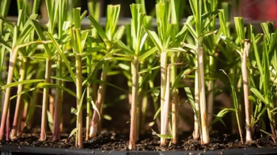 TECNOLOGIA: Embrapa desenvolve primeira cana genética do mundo