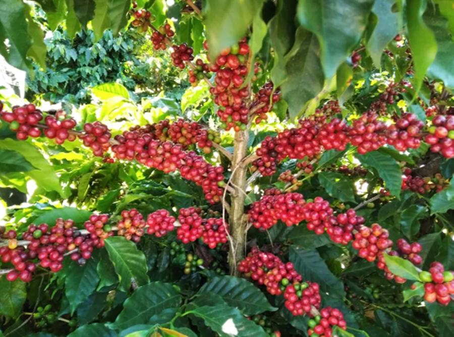 APOIO: Já estão disponíveis os 37 agentes financeiros do Funcafé