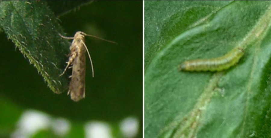 NA AGRICULTURA: Pesquisas abordam inovações para o controle de pragas e doenças