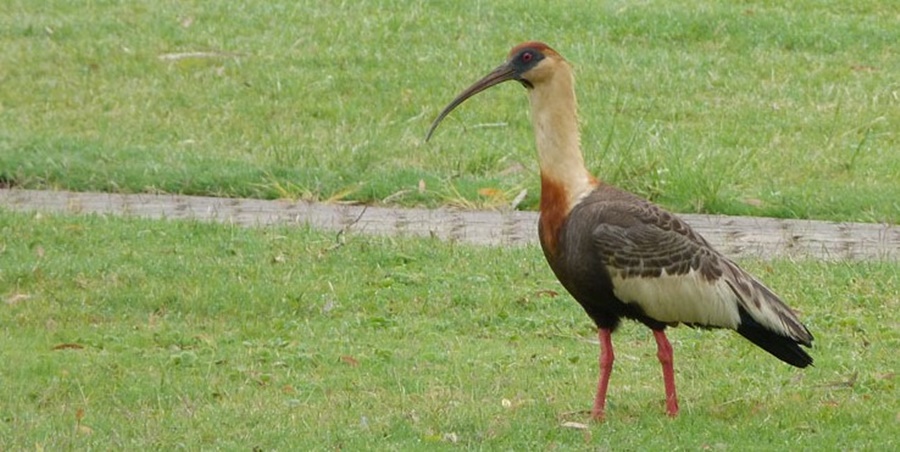 CURICACA: Família de pássaro faz ninho em torre de energia de 32 metros de altura