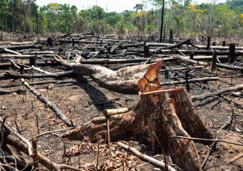 LEVANTAMENTO: Acre teve 400 km² de desmatamento ilegal em 2024