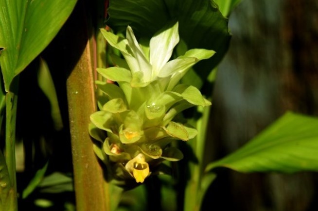 TURISMO DE NATUREZA: Flor inédita revela a riqueza escondida no ponto mais alto de Rondônia