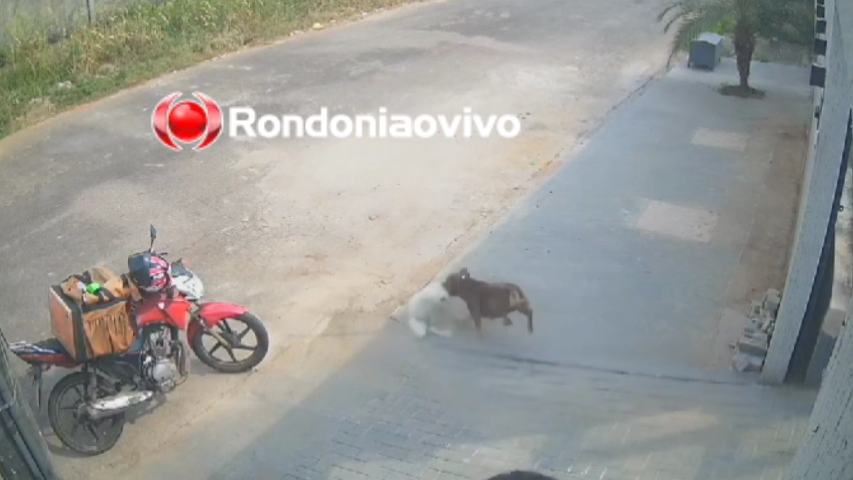 VÍDEO: Pitbull é morto após atacar pessoas e arrastar cachorrinho na rua 