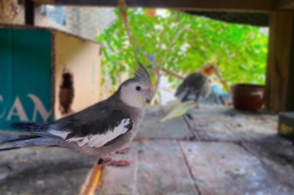 FREDERICO: Ave desaparece no Jardim Santana, zona leste de Porto Velho
