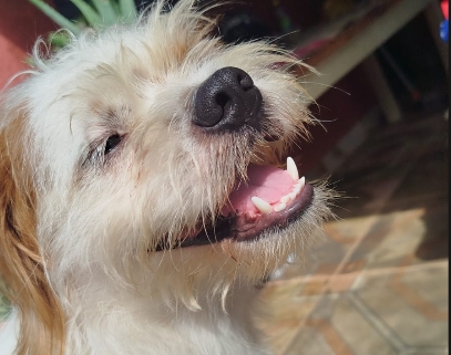 PROCURA-SE: Cachorro Theo desaparece no Ulisses Guimarães