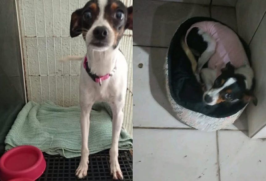 PODE AJUDAR?: Pinscher desaparece na zona leste de Porto Velho