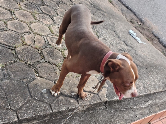 É SEU? Pitbull perdido é encontrado em Porto Velho