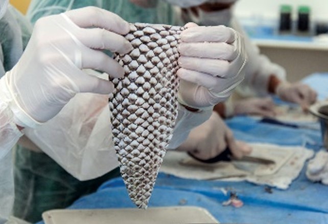 MATRIZ DÉRMICA: Pele de tilápia devolve visão a cachorros e gatos e pode ser solução para humanos 