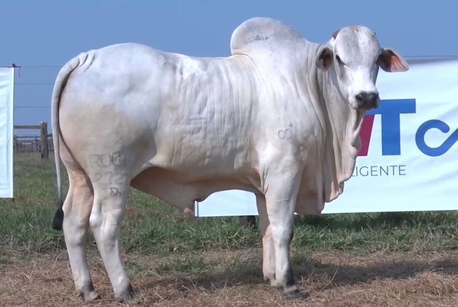 NELORE: Rovema Agronegócios é destaque nacional em melhoramento genético de raça