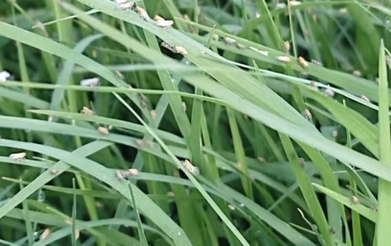 PECUÁRIA: Nova praga de pastagens é identificada