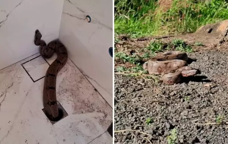 SUSTO: Jiboia sai do ralo do banheiro de casa