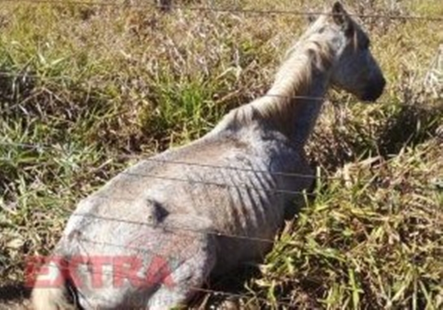 GRAVE: Vizinhos denunciam suposto caso de maus-tratos a animais 