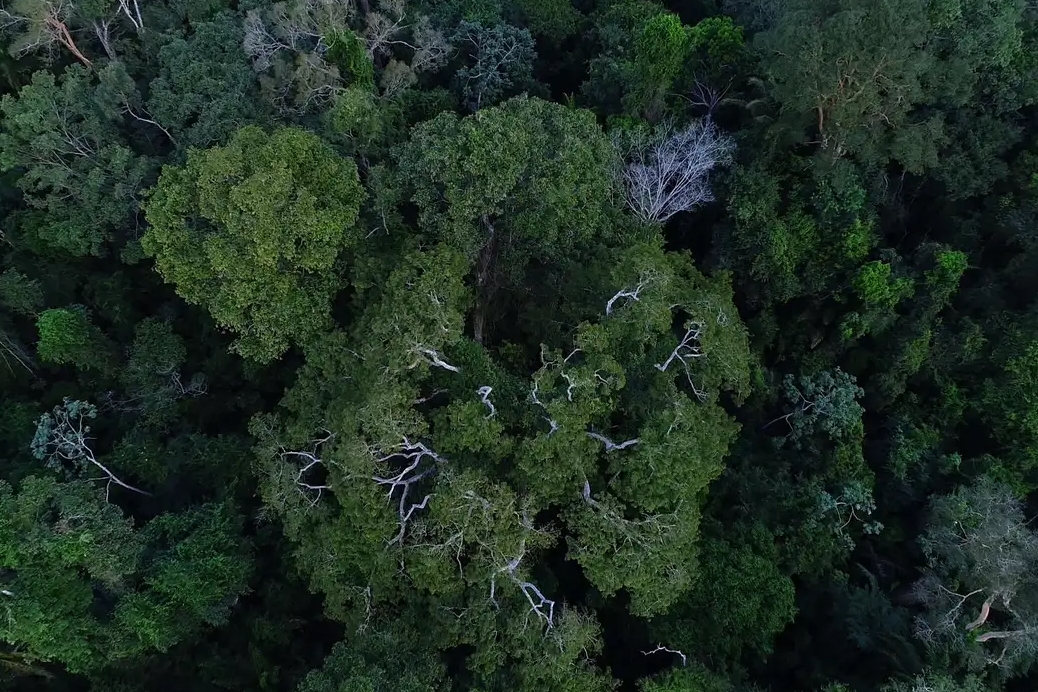 MEIO AMBIENTE: Política de cooperação com municípios reduz incêndios na Amazônia