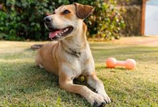 JULHO DOURADO: Lei garante atenção à saúde animal e à prevenção de zoonoses