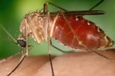 ATUAÇÃO DO MPF: Febre oropouche tem queda expressiva em Rondônia
