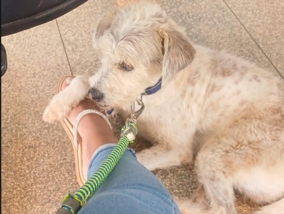 PROCURA-SE: Família oferece recompensa para quem encontrar cachorro Lucky